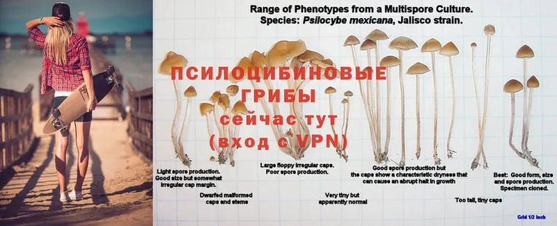 Галлюциногенные грибы Psilocybe  где купить наркоту  Семикаракорск 